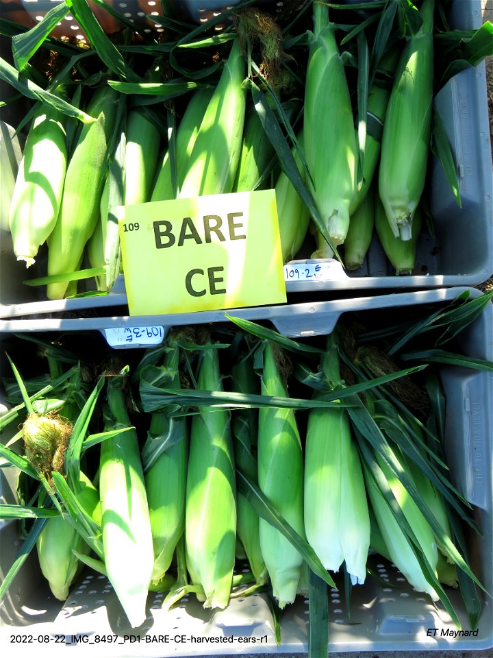 PD1-BARE-CE-harvested-ears-r1