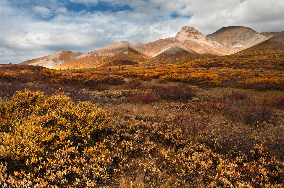Toklat Denali National Park Alaska