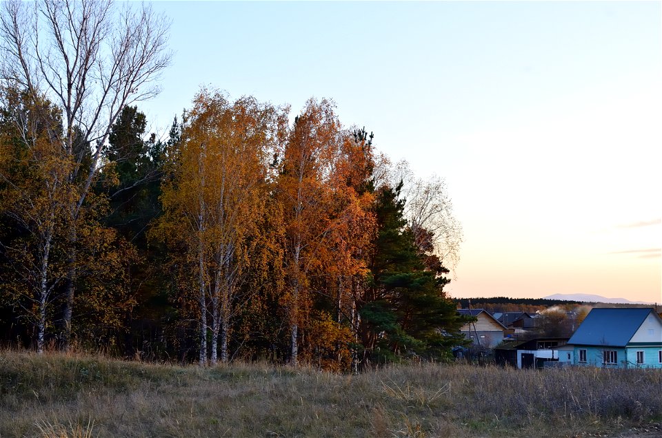 autumn forest at sunset