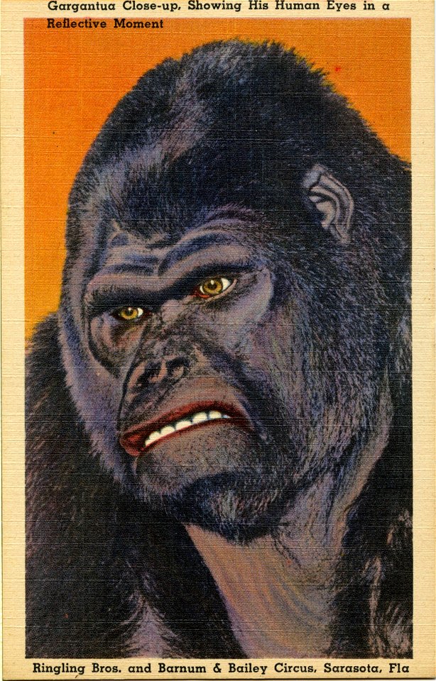 Gargantua The Great, Human Eyes, Ringling Bros and Barnum & Bailey Circus, Florida