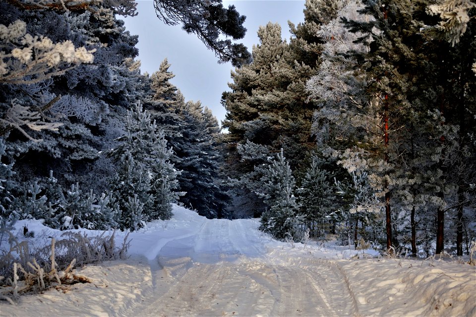 winter pine forest