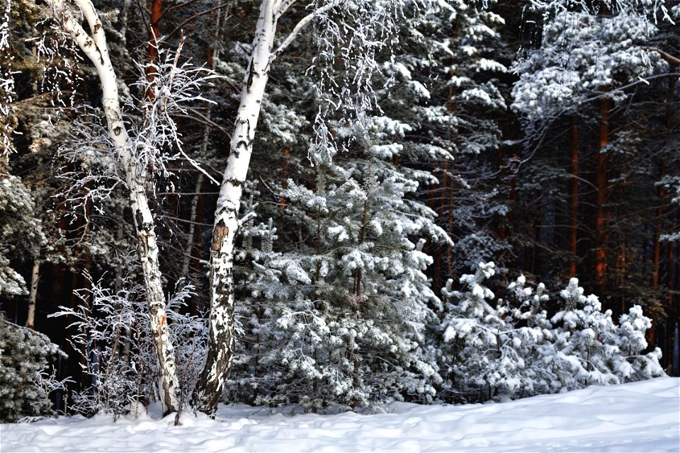 snow-covered pine forest photo