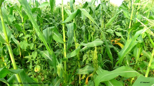 PD3_54and48DAS-BARE-weeds