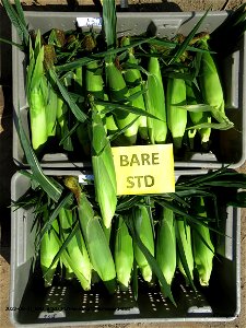 PD1-BARE-STD-harvested-ears