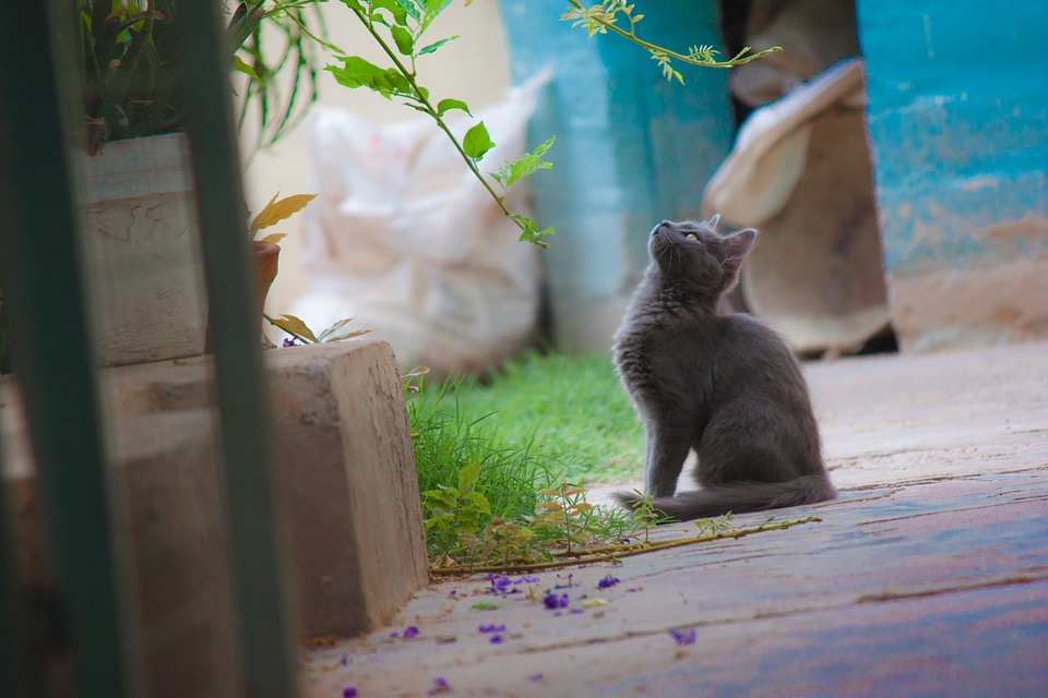 Animals animal feline