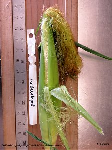 PD1-BARE-CE-undeveloped-ears-r1