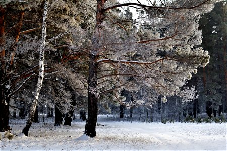 winter pine forest