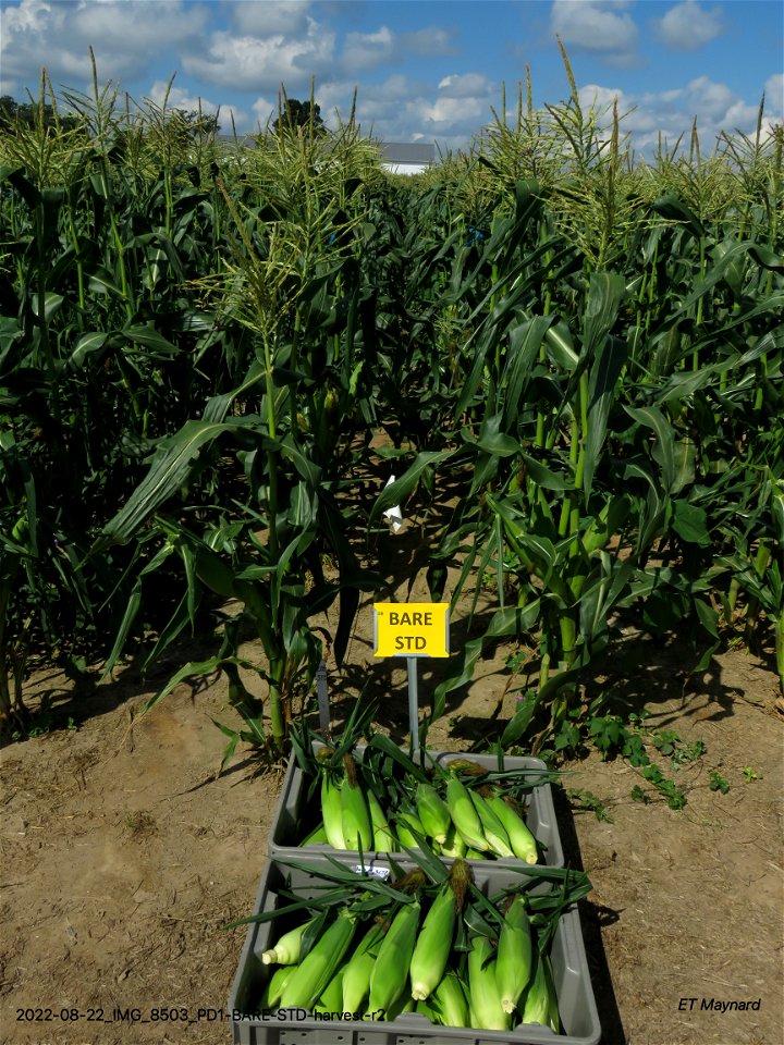 PD1-BARE-STD-harvest-r2