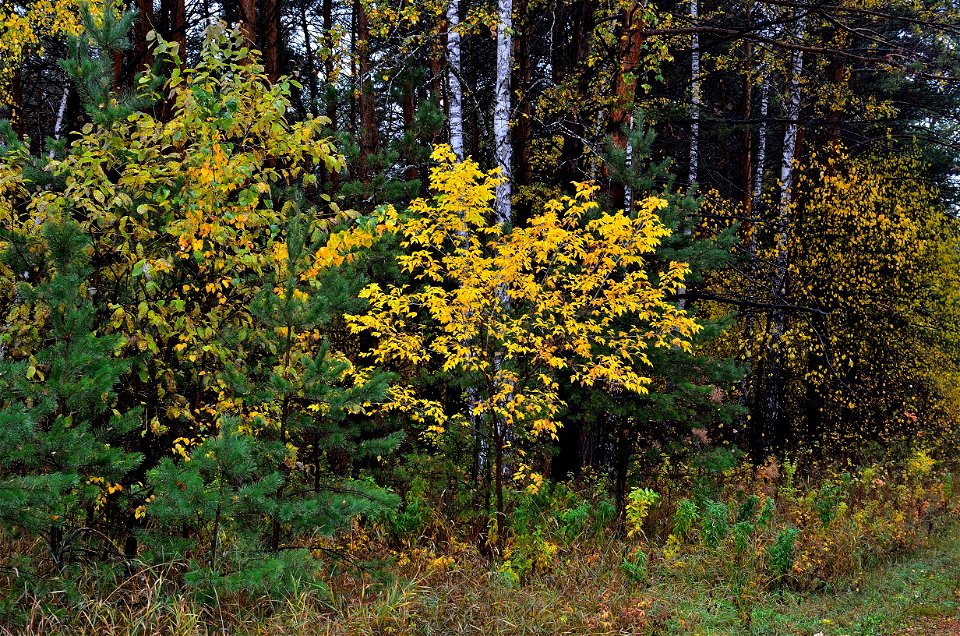 autumn forest after rain