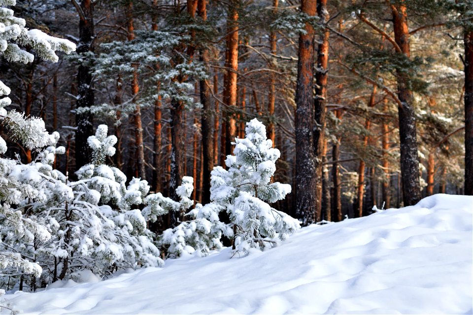 snow-covered pine forest photo