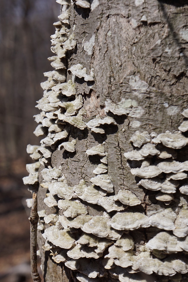 Mushroom on Hazel River Trail