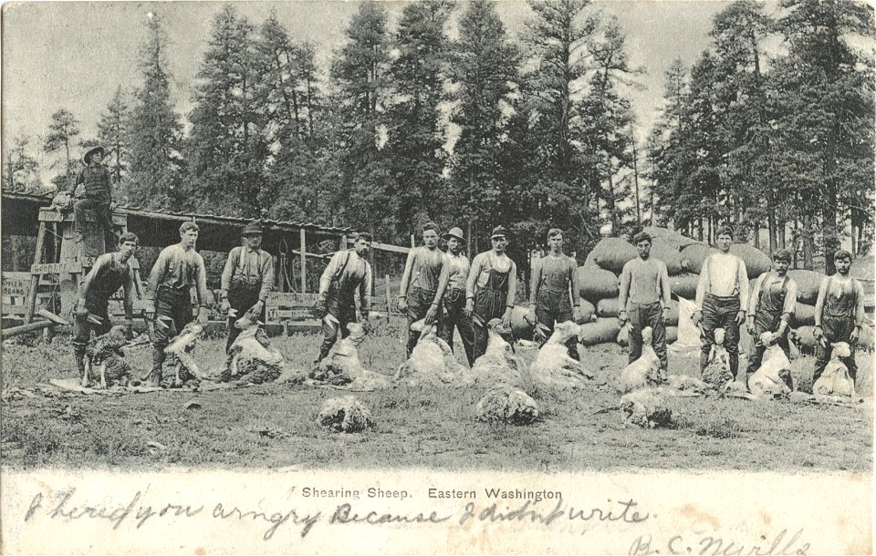 Shearing Sheep, Eastern Washington