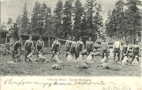 Shearing Sheep, Eastern Washington photo