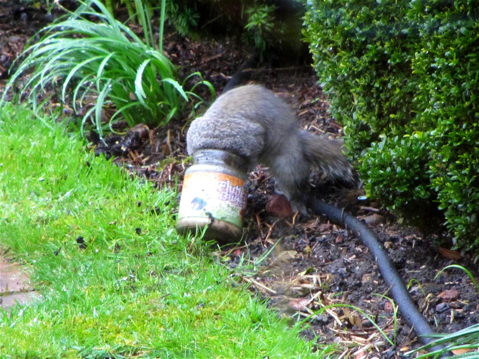 Squirrel at Elm Court, April 2018 photo