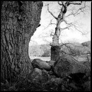 Nyckelviken oaks