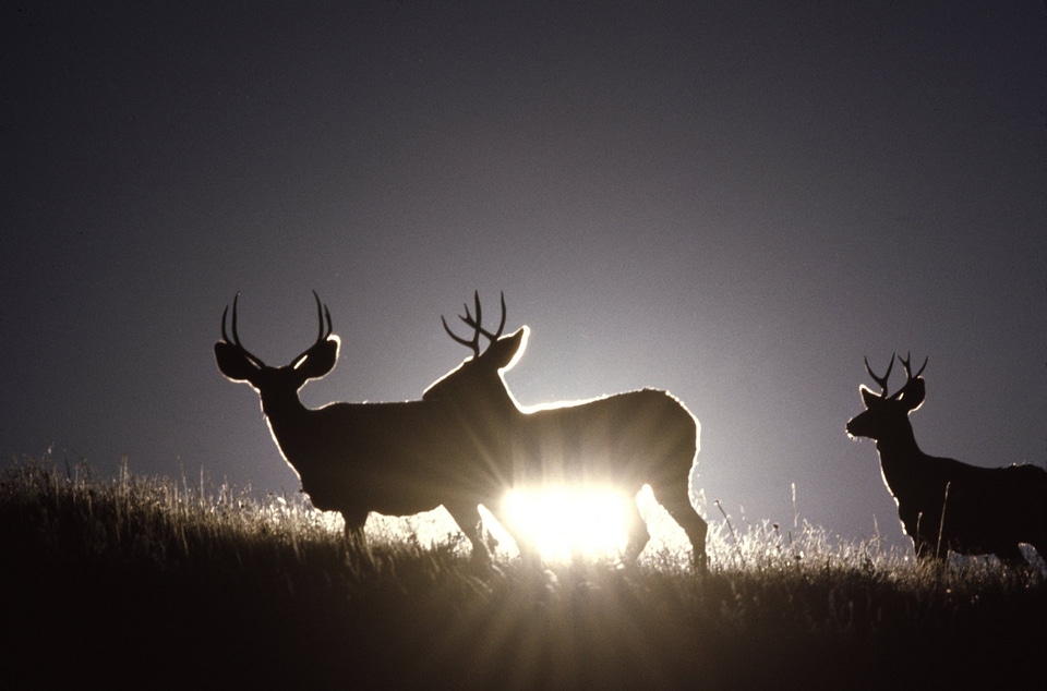 Sunlight behind Mule Deer