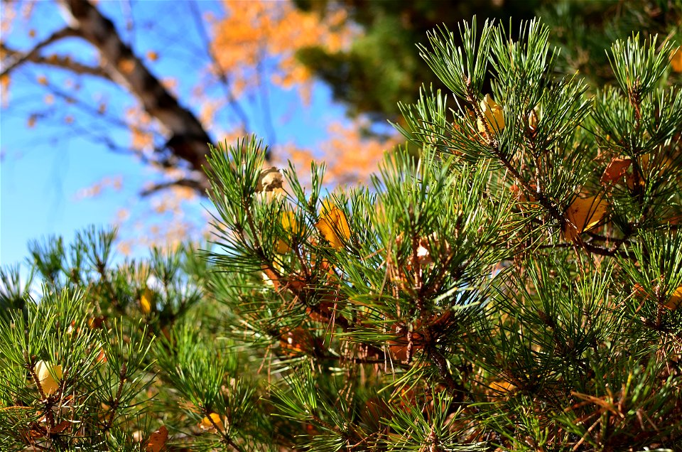 autumn pine forest photo