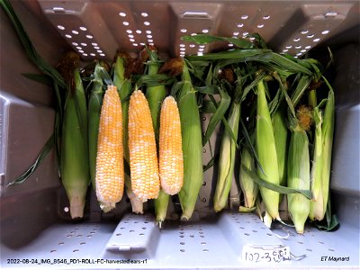 PD1-ROLL-FC-harvested ears-r1