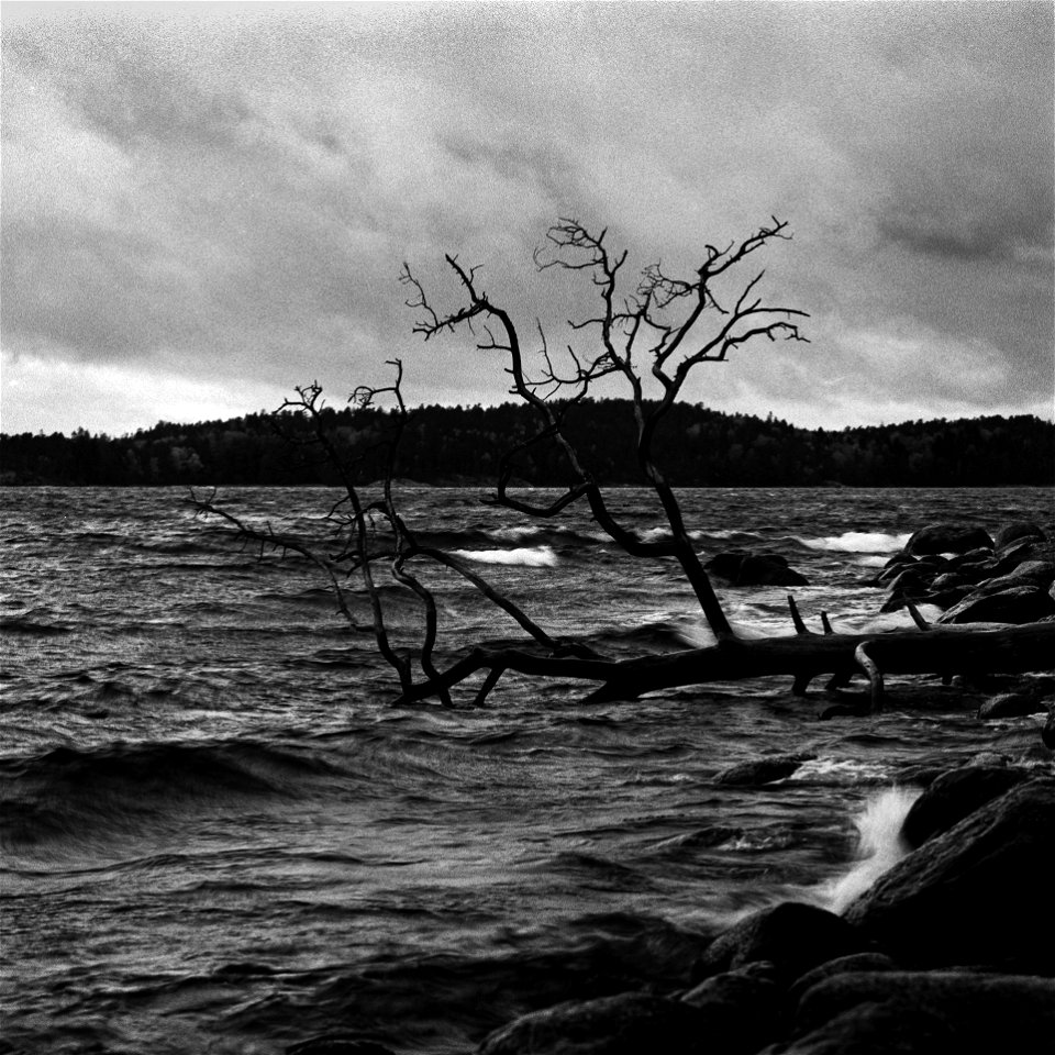 Gålö naturreservat VII