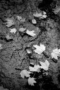 Leaves photo