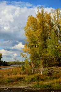 a walk along the Yenisei on an autumn day