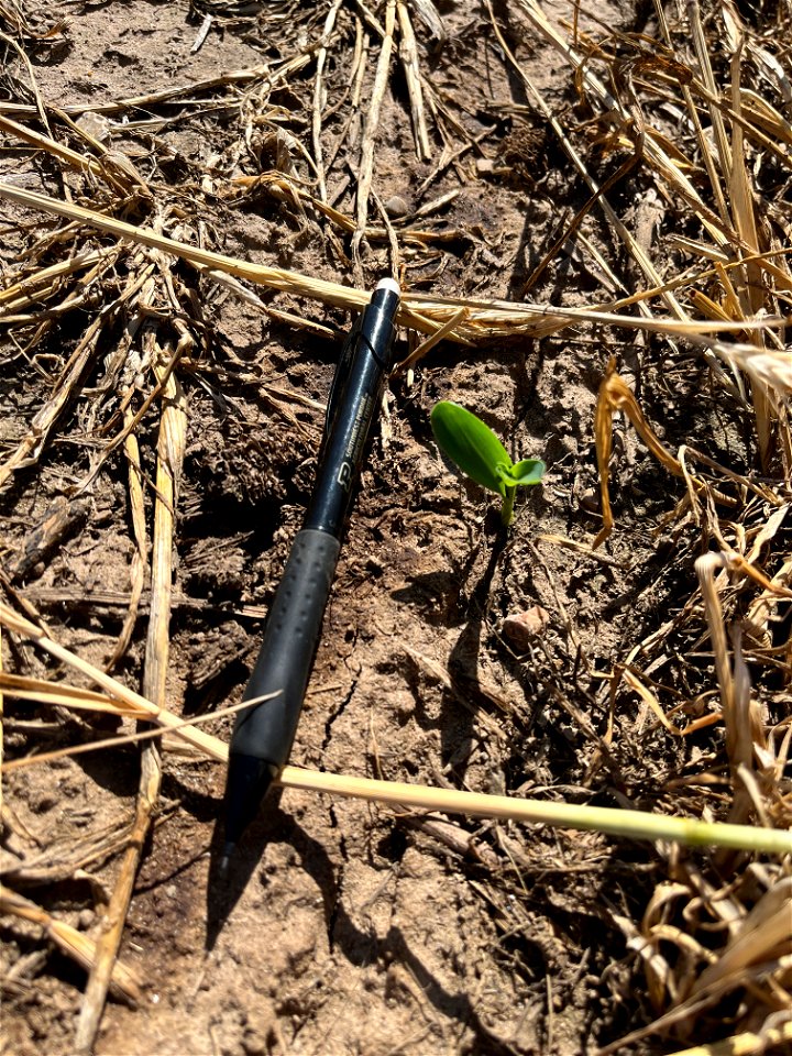PD1-6DAS-HERB-STD-emerged