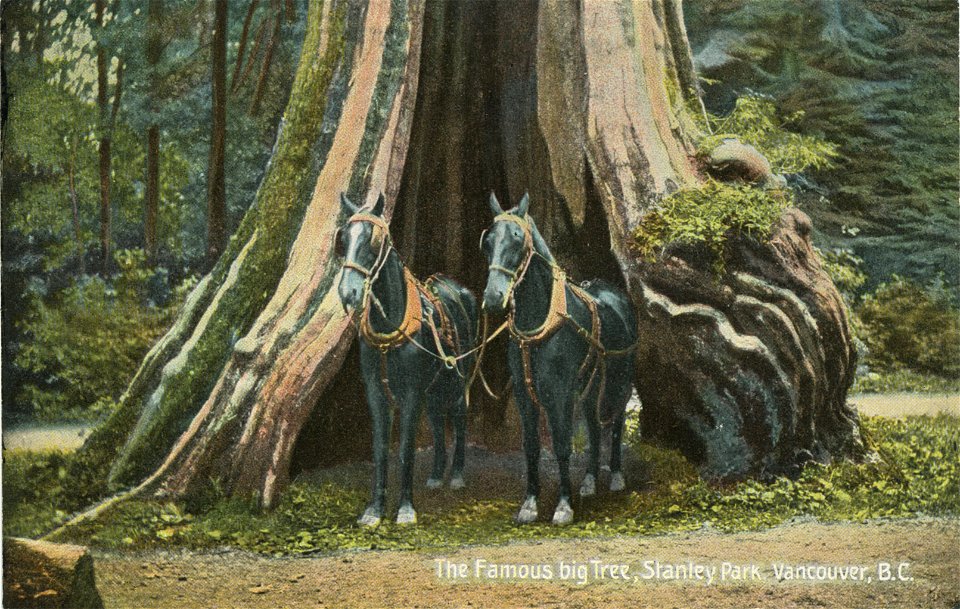 Famous Big Tree, Stanley Park, Vancouver BC