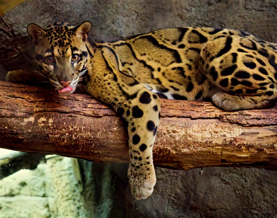 Ryker the Clouded Leopard