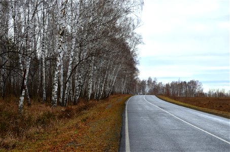 the road goes along the autumn forest