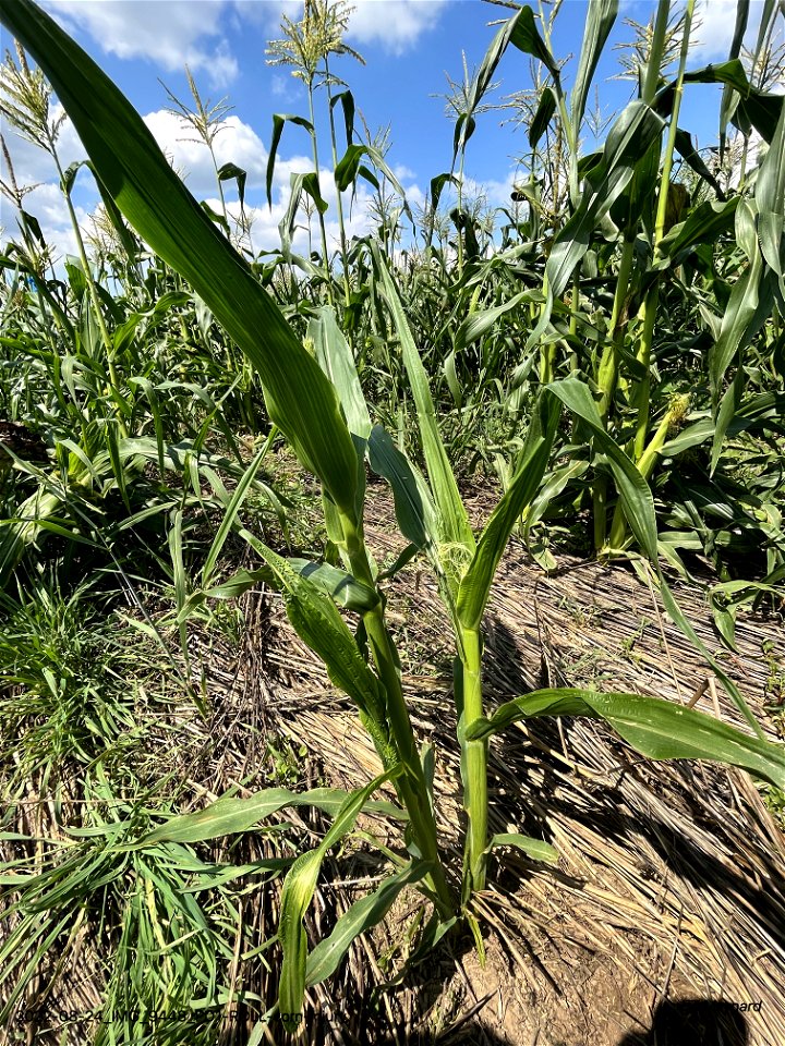 PD1-ROLL-corn-injury