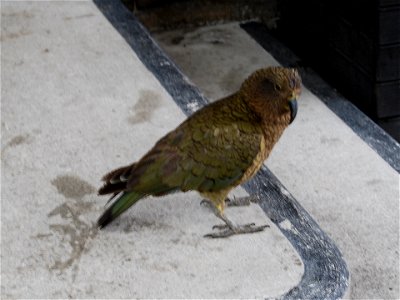 Kea - NZ Mountain Parrot