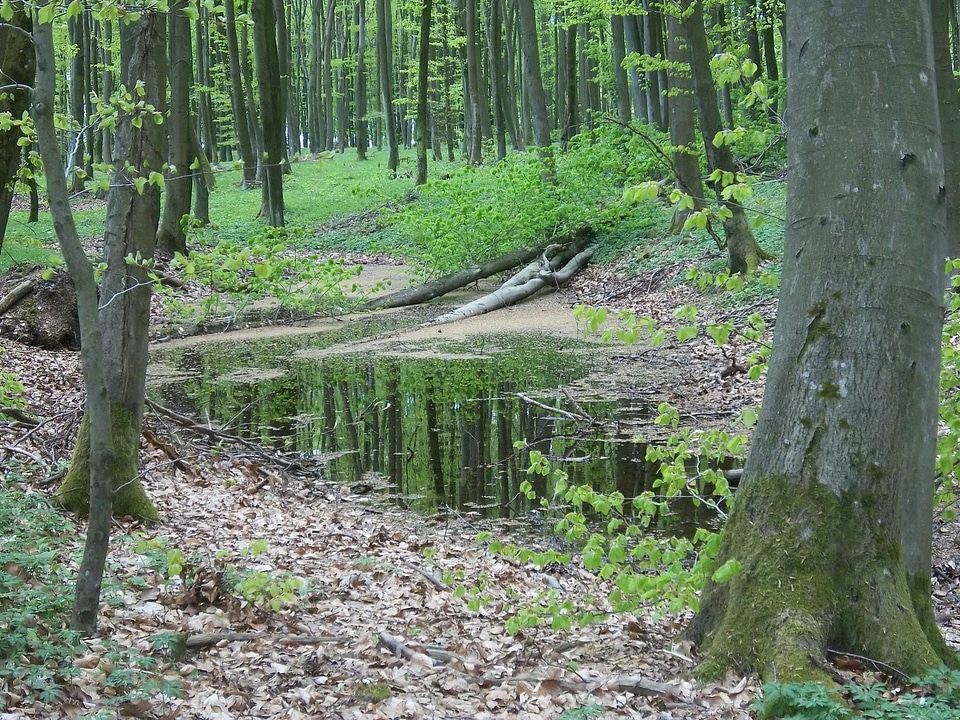 a small creek in the forest