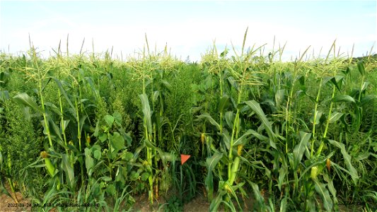 PD2_63DAS-HERB-FC