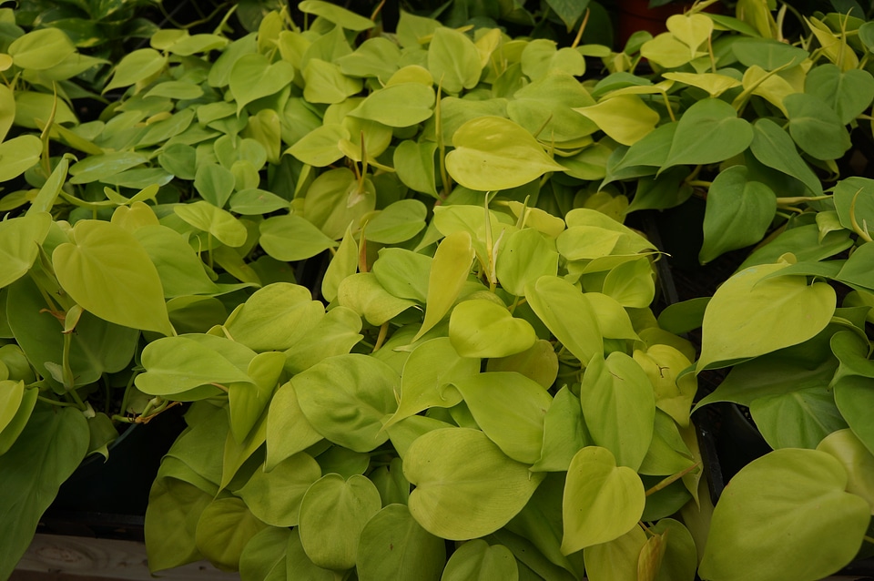 Growing Philodendron Houseplants