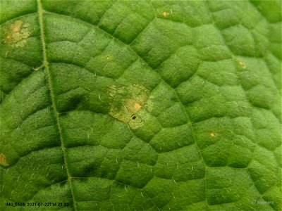 LeafSymptomsRingSpot