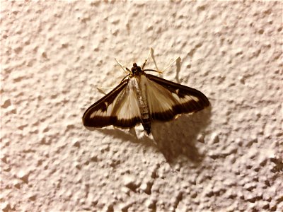 Box Tree Moth photo