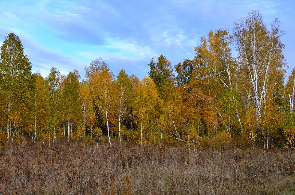 autumn forest by the river photo