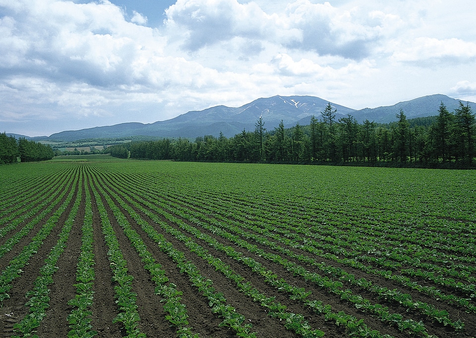 Rows of soy plants in a cultivated farmers field