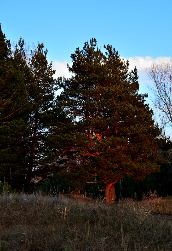 autumn forest at sunset