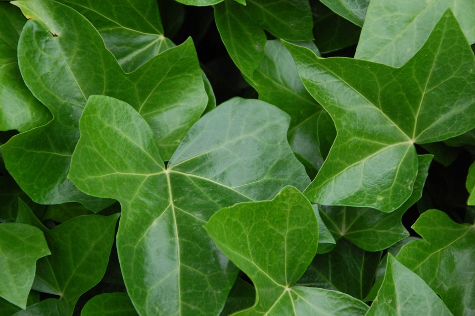 Leaves nature green