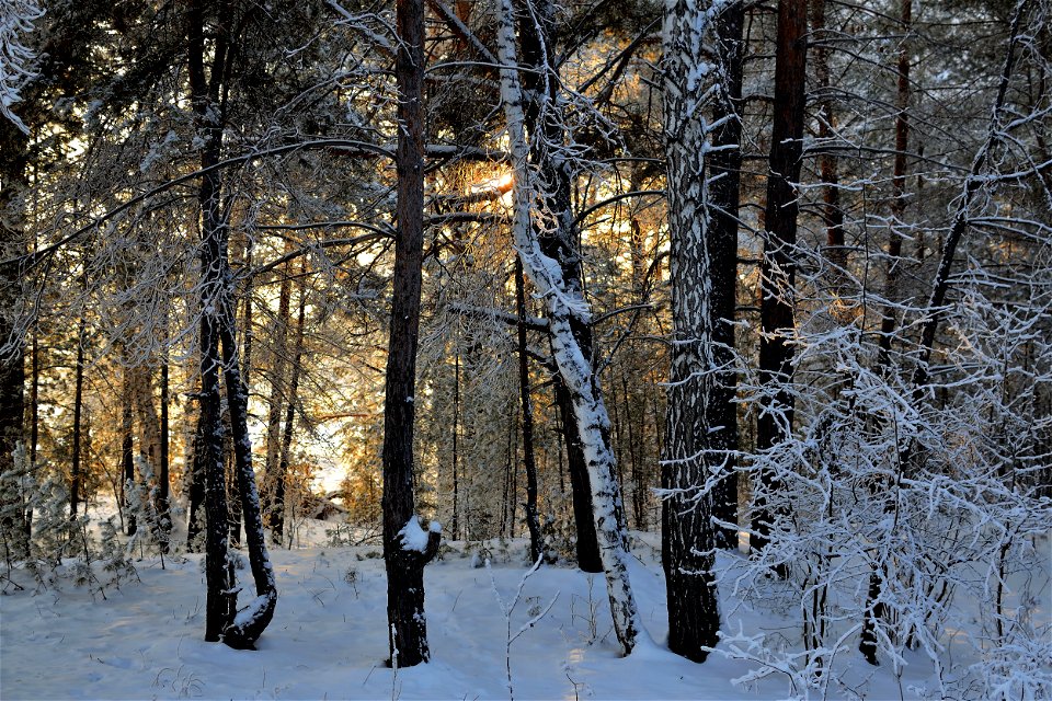 the pine forest was covered with fluffy snow photo