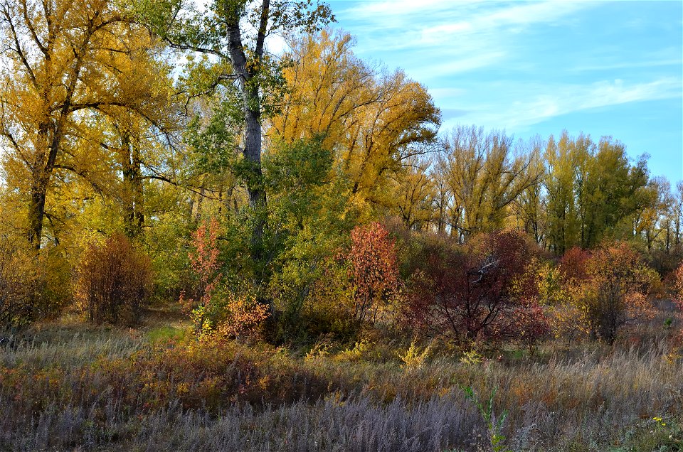 autumn forest by the river photo