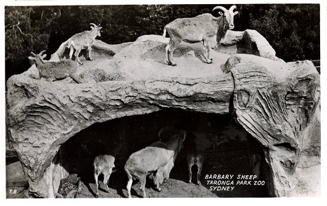 Barbary Sheep, Sydney