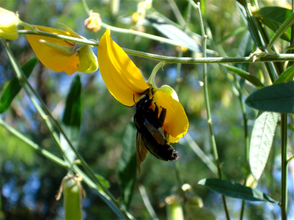 Carpenter Bee photo