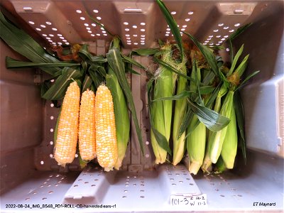 PD1-ROLL-CE-harvested ears-r1