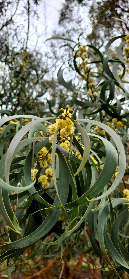 Koa Flowers