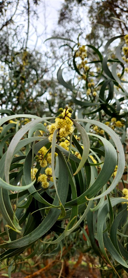 Koa Flowers photo