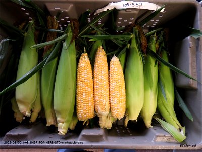 PD1-HERB-STD-marketable-ears