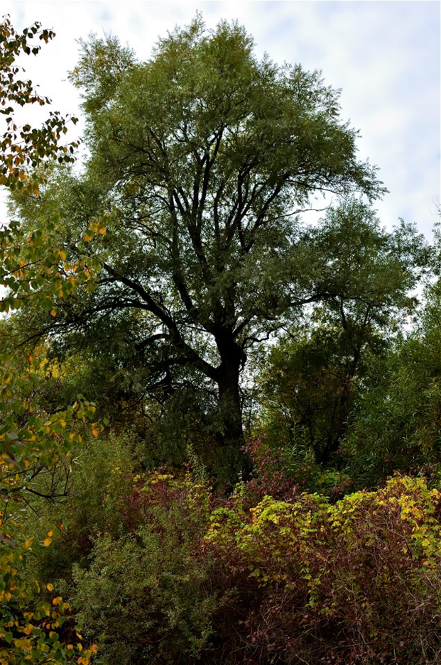 autumn forest by the river photo