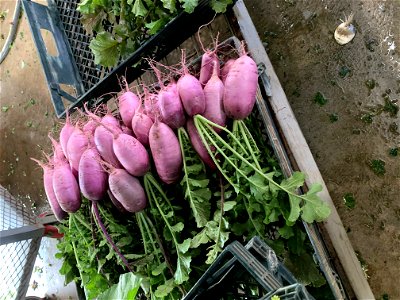 Purple Daikon at Ma'o Organic Farms